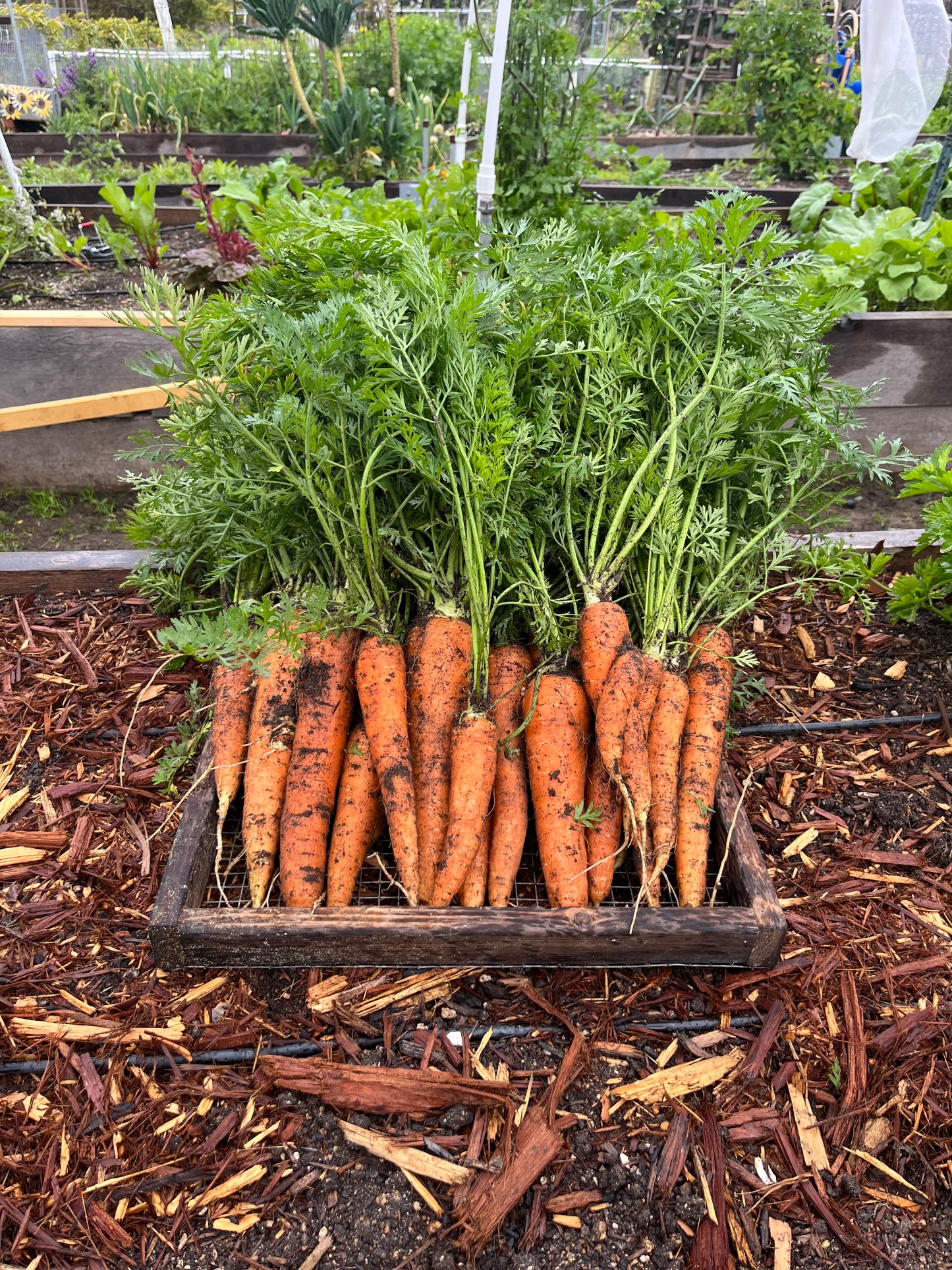 Carrots