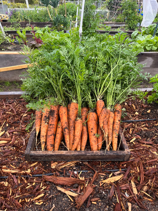 Carrots